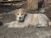 Продам щенков Среднеазиатской овчарки в Улан-Удэ