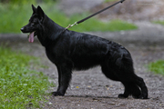 Продаются щенки немецкой овчарки черного и темно зонарного окраса