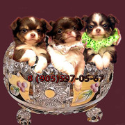 Чихуахуа щенки шоколадного окраса, чудесные и здоровенькие