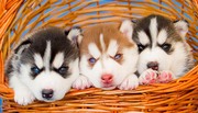 Сибирские хаски щенки