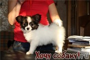 ПАПИЛЬОНА (ПАПИЙОНА)  ЩЕНКИ